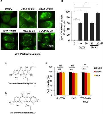 Geronto<mark class="highlighted">xanthone</mark> I and Maclura<mark class="highlighted">xanthone</mark> Induce Mitophagy and Attenuate Ischemia/Reperfusion Injury